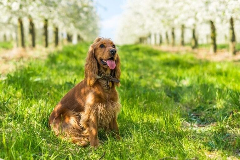 How Long Do Cocker Spaniels Live? Average Lifespan, Data & Care Guide