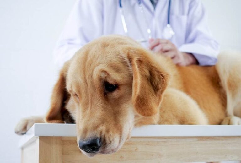 Keeping an Eye on Golden Retriever Health: A Guide to Common Eye Conditions