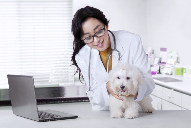 Understanding and Preventing Common Health Problems in Maltese Dogs: A Comprehensive Guide