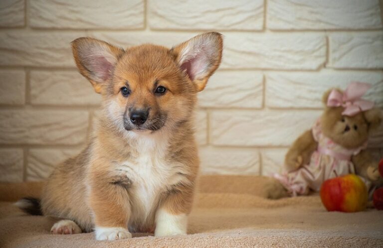 How Long Do Corgis Live? A Dog Lover‘s Guide To Corgi Lifespan And 