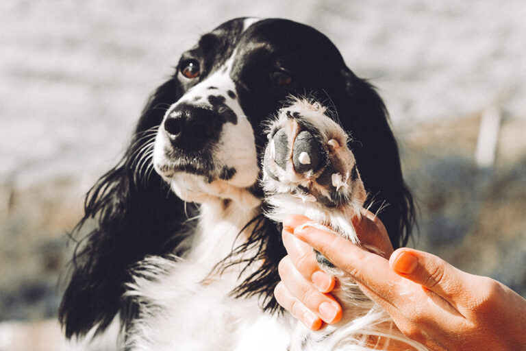 Cracked Dog Paws: Causes, Treatment and Prevention