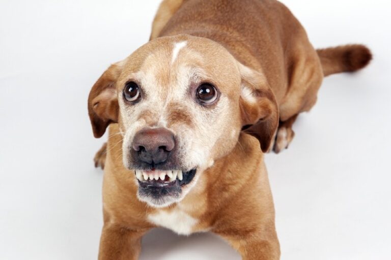 Understanding and Addressing Defensive Aggression in Dogs