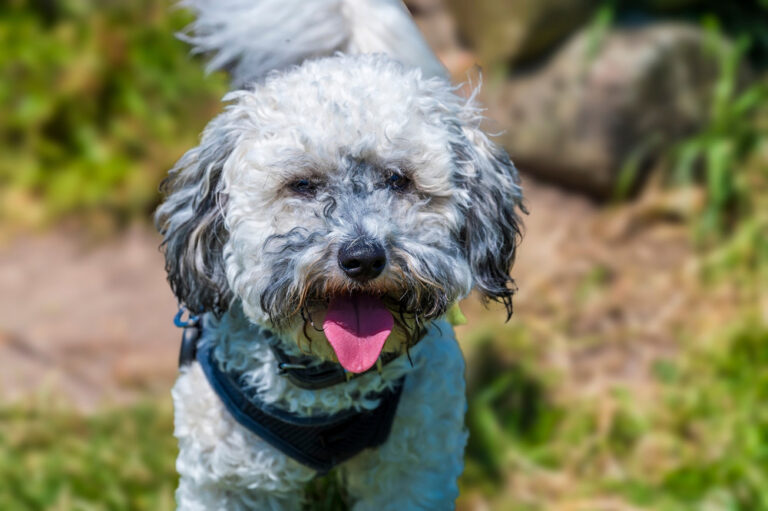 Dehydration in Dogs: A Comprehensive Guide for Dog Lovers
