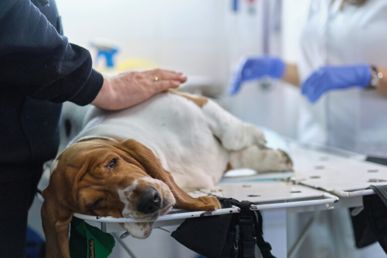 Diarrhea & Vomiting in Dogs: Vet Explains the Signs, Causes & Treatment