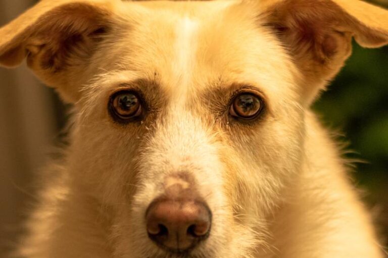 Why Are My Dog&lsquo;s Pupils So Big? A Vet&lsquo;s Guide to Dilated Pupils in Dogs