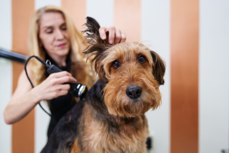 The Ultimate Guide to DIY Dog Grooming: Tips, Techniques, and Tools for a Well-Coiffed Canine in 2026