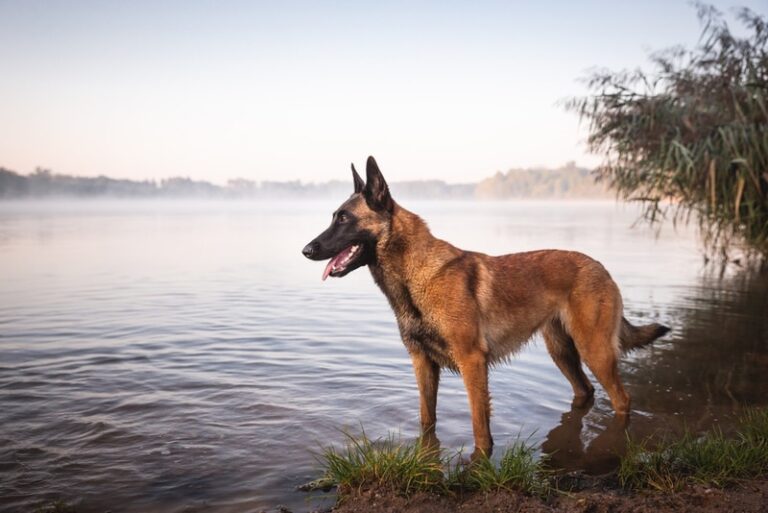 Diving Into the Deep End: Belgian Malinois as Swimmers