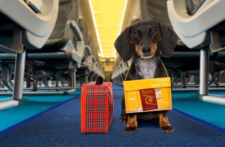 Do Dogs&lsquo; Ears Pop on Planes? An In-Depth Look at Canine Air Travel