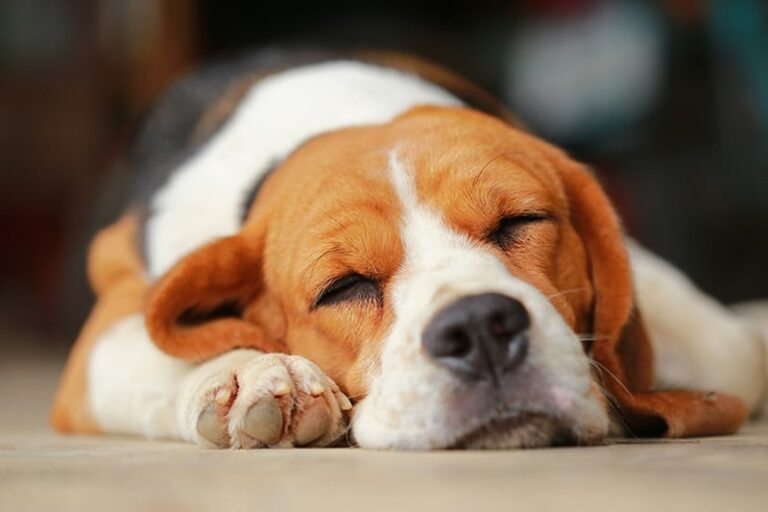 Do Dogs Have Nightmares? A Vet&lsquo;s In-Depth Guide to Canine Dreams and Distress