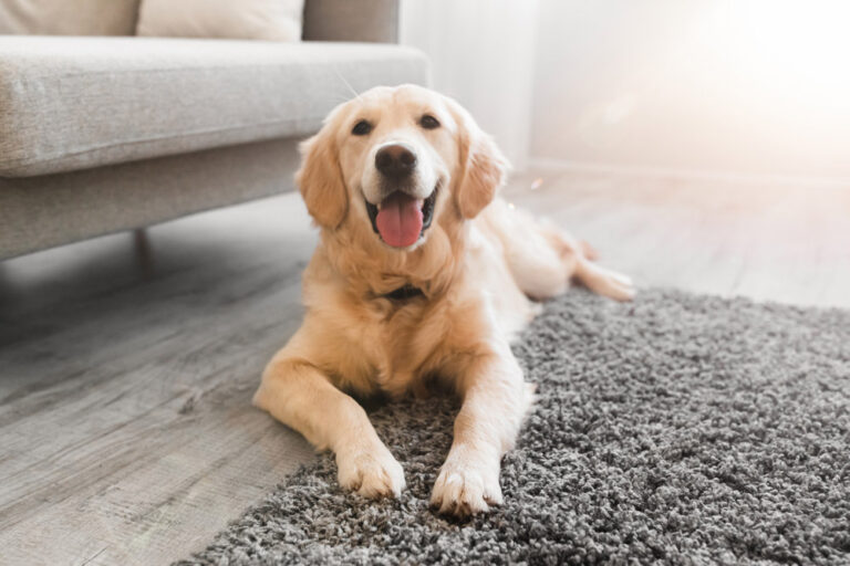 Do Dogs Like ASMR? A Dog Lover&lsquo;s Guide to Relaxation Sounds for Your Pup