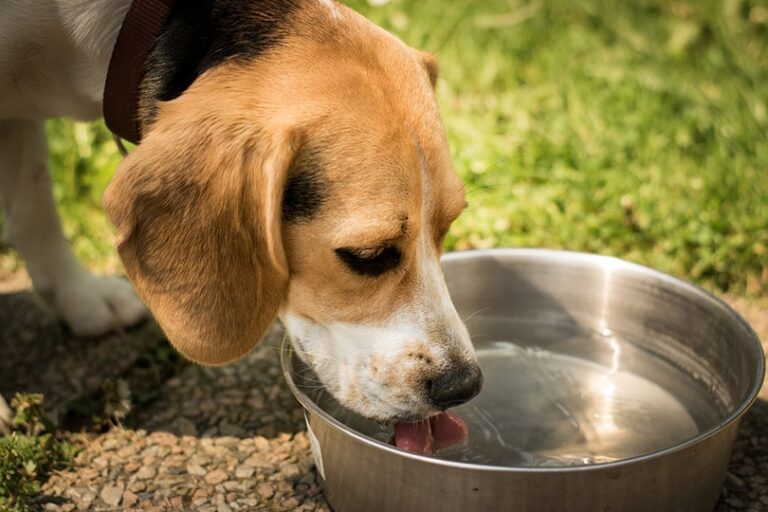 Do Dogs Like Cold Water? A Dog Lover&lsquo;s Guide to Hydration and Safety