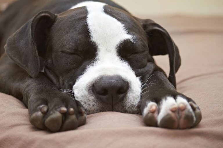 Do Dogs Like White Noise? A Dog Lover&lsquo;s Guide to the Surprising Benefits for Canine Stress and Anxiety