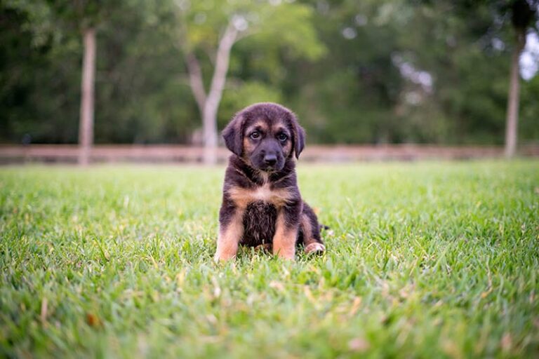 Uncovering the Most Beloved Dog Breeds in Nigeria: A Comprehensive Guide