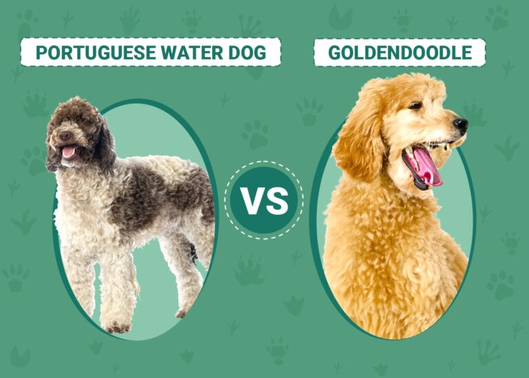 Portuguese Water Dog vs Goldendoodle: A Comprehensive Comparison (2026 Update)
