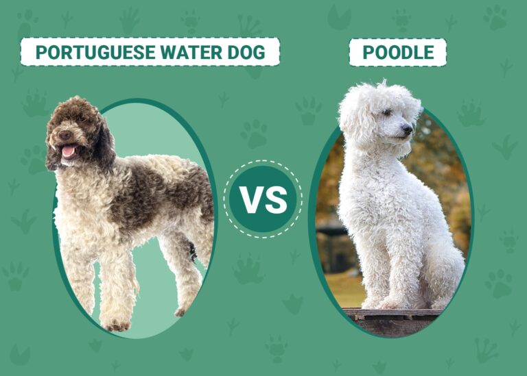 Portuguese Water Dog vs Poodle: A Comprehensive Comparison
