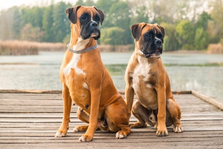 From Hunting Hounds to Beloved Companions: The Evolution of the Boxer Dog Breed