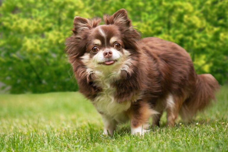 Uncovering the Secrets of the Chihuahua: A Fascinating Journey Through Time