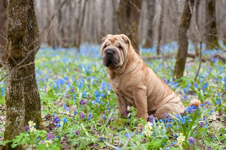 The Fascinating Origins and History of the Chinese Shar Pei Dog Breed