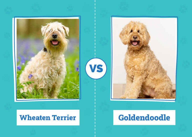 Wheaten Terrier vs. Goldendoodle: A Comprehensive Comparison (2026)