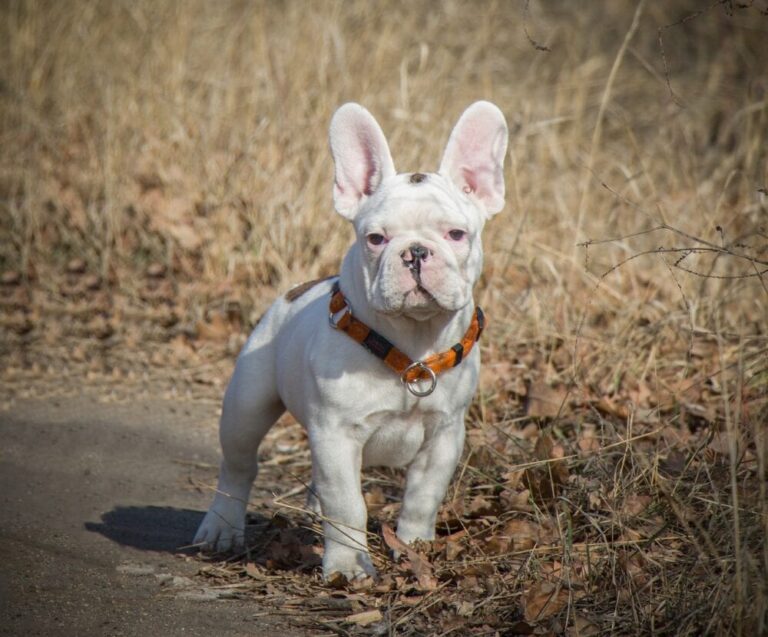 White French Bulldogs: The Adorable "Polar Bear Dogs"