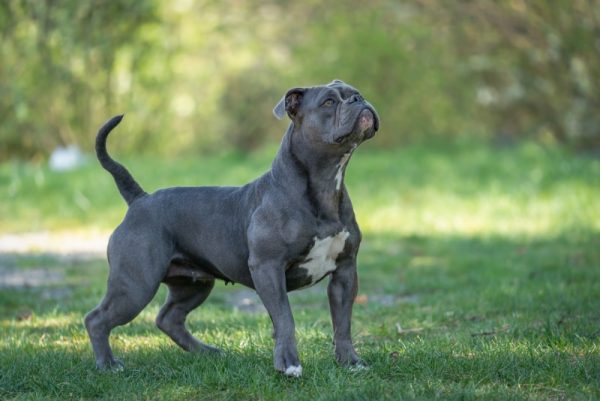Olde English Bulldogge standing in grass